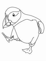 Puffin Colouring Coloring Pages Puffins Dancing Realistic sketch template