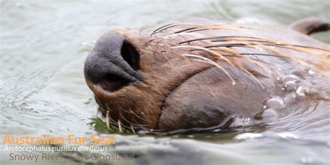 5 amazing facts australian fur seals echidna walkabout tours