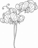 Pea Sweet Flower Flowers Coloring Pages Drawing Sketches Tattoo Gif Supercoloring April sketch template