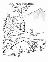 Hibernating Bear Coloring Animals Winter Nature sketch template