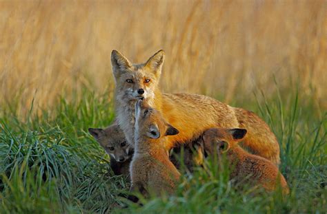 mother fox and kits photograph by william jobes