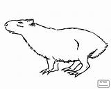 Capybara Coloring Pages Color Printable Getcolorings Fresh sketch template