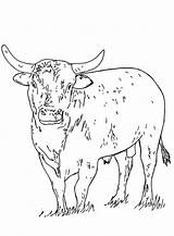 Bull Coloring Pages Bucking Kids Rodeo Drawing Bulls Color Getdrawings Getcolorings Print Printable Search Just Books sketch template