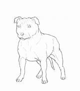 Bull Terrier Staffordshire Lineart Deviantart sketch template