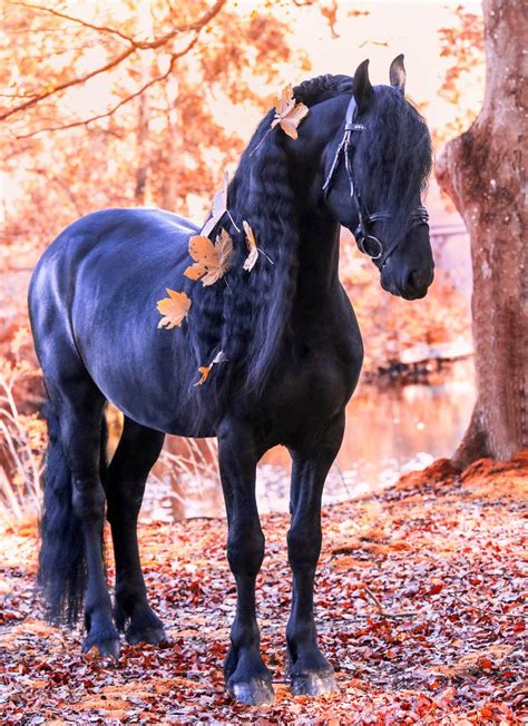herfst paarden fotoshoot paarden mooie paarden witte paarden