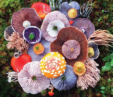 colorful variety  fungi  post roddlysatisfying rmycology