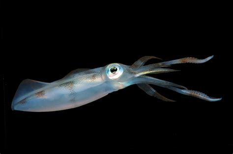 oceans filling  squid