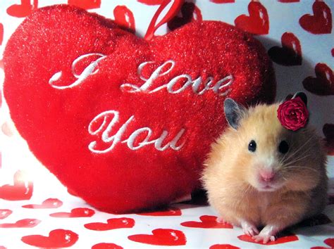 cute valentines day funny animals funny animals