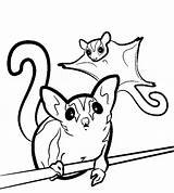 Glider Sugar Coloring Pages Gliders Svg Drawing Printable Animal Color Clipart Sugarglider Silhouette Print Template Colouring Animals Sheet Drawings Easy sketch template