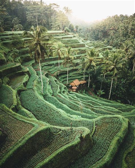 Earth Rice Fields In Bali Indonesia