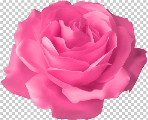 high quality transparent rose pink transparent png images