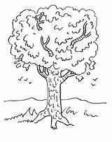 Drzewo Klonu Klon Kolorowanka Magnificent Overflows Baumstamm Druku Wydrukuj Malowankę Drukowanka Judebuxom sketch template