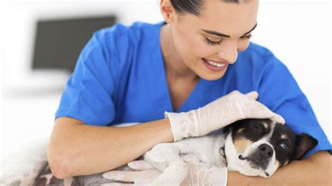 advances  vet care     options  pets  receive