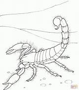 Scorpion Animals Skorpion Scorpions Einfacher Ausmalbilder Tiere Kolorowanki Riesenkalmar Malvorlagen Supercoloring Kolorowanka Druku Ogle Kalmar Chang Jodi Malvorlage Coloriages Colorier sketch template