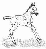 Appaloosa Ara Foal sketch template