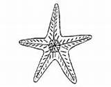 Starfish Coloring Coloringcrew Pages sketch template