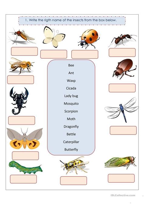 insects worksheets  preschool