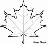 Leaf Maple Coloring Leaves Outline Drawing Pages Sugar Clipart Printable Canadian Fall Template Templates Tree Color Kids Japanese Colouring Clip sketch template