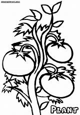Tomato Plant Drawing Coloring Getdrawings sketch template