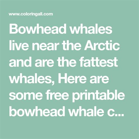 bowhead whales    arctic    fattest whales
