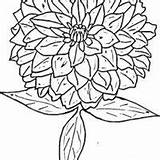 Flower Zinnia Coloring Pages Getcolorings sketch template