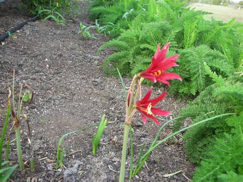 oxblood lilies rhodophiala bifida