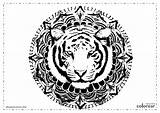 Tigres Colorear sketch template