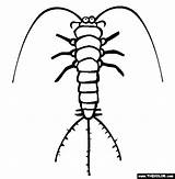Silverfish Coloring Pages Insect Template Online Sketch sketch template