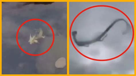 chinese dragons caught  camera spotted  real life  youtube