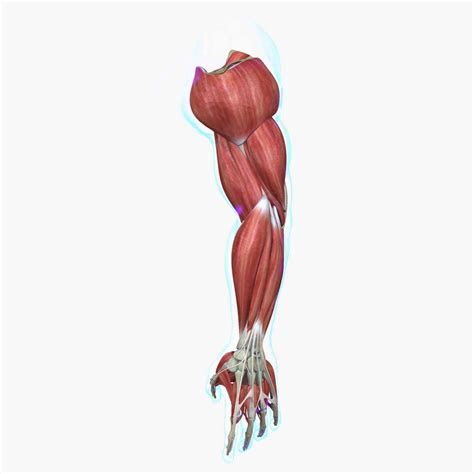 muscles   human arm  model  dcbittorf