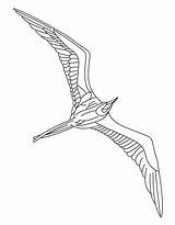 Albatross Designlooter Seabird sketch template