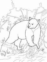 Coloring Pages Bear Patterns Supercoloring Kermode sketch template