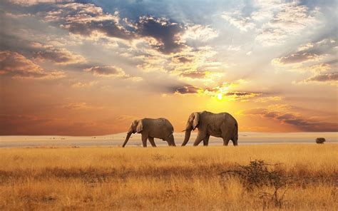 olifanten achtergronden