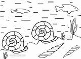 Coloring Pages Seashell Printable Cool2bkids sketch template