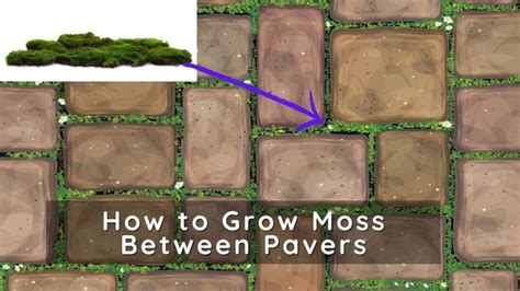 grow moss  pavers   patio yardowner