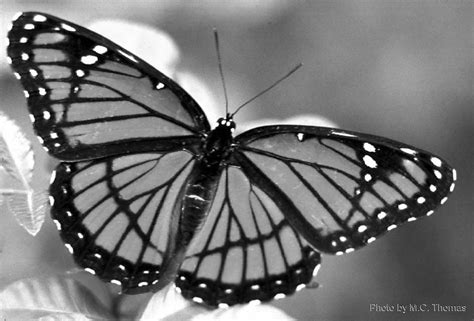 laurahs blog  butterfly