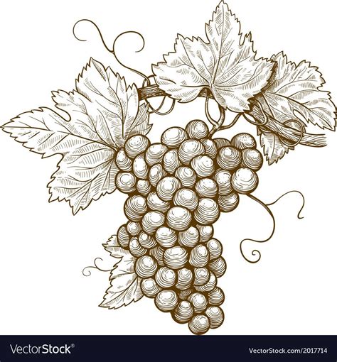 grape vine coloring page yunus coloring pages