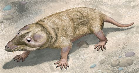 mammals lived  reptiles