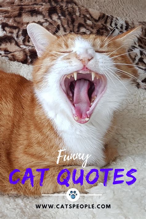 cat quotes cat quotes funny cat quotes funny cats