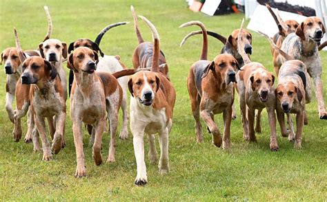 hunting hounds die  great moulton railway incident  diss