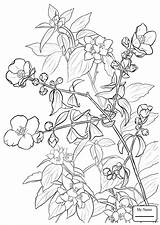 Lilac Flower Drawing Getdrawings Coloring Flowers Pages sketch template