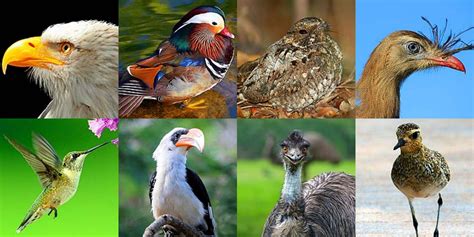 types  birds