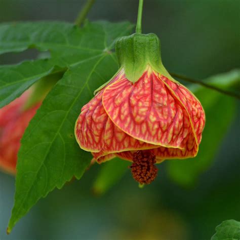 abutilon hybridum var variegated flowering maple buy plants  pakistan  nursery