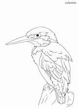 Kingfisher Animals sketch template