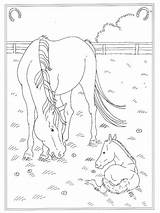 Wei Manege Paard Veulentje Kleurplaten Tekeningen sketch template