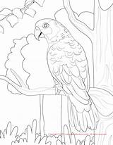Coloring Conure Amazon Yellow Kea Sun Pages Nape Drawing Color Template Getdrawings 72kb 1275 sketch template