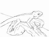 Leopard Gecko Coloring Pages Drawing Kids Getdrawings Printable Getcolorings sketch template