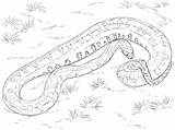 Anaconda Serpent Sucuri Realista Realistica Colorier Realistici Serpenti sketch template