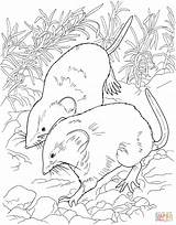 Habitat Mammals Muskrat Rat Supercoloring  Crafts sketch template