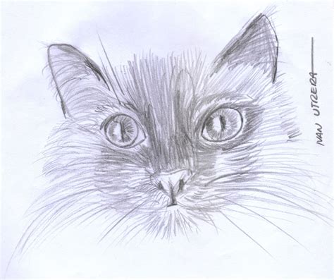 gato  lapiz drawing sketches drawings kitten style inspiration pencil art gatos dibujo